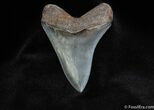 Killer Inch Megalodon Tooth - Collector Quality #81-2